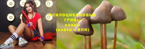 прущие грибы Абдулино